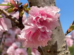 -天适樱花悠乐园