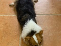 -柯斗斗主题餐厅·狗咖·围炉煮茶·茶饮(国瑞升平里店)