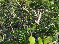 -北海金海湾红树林生态旅游区