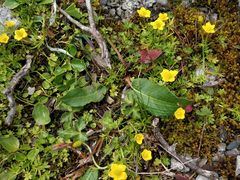 山顶的小花-石卡雪山