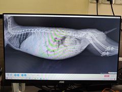 -爱侣宠医·鹦鹉专科·小型哺乳类·异宠专科(灵石路店)