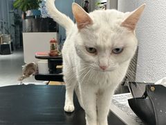 -琪喵猫屋·撸猫猫咖·猫舍