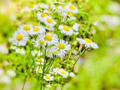 -君莲新城中城苑