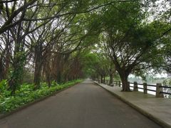 -大湾区中央湿地公园