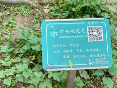 -杭州植物园