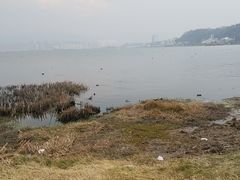 -洱海月湿地公园