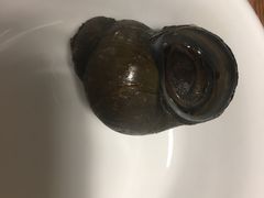 -食爺炭炉鸡煲·烧烤