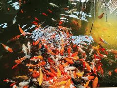 -南宫五洲植物乐园