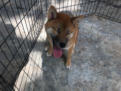 -柴犬高等学院·狗咖·柴犬售卖·宠物训练