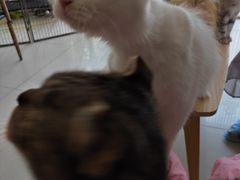 -平行世界·猫咖(首经贸店)