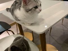 -飞行喵MR PILOT|猫舍·猫咖(静安大融城店)