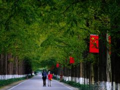 -黄海国家森林公园