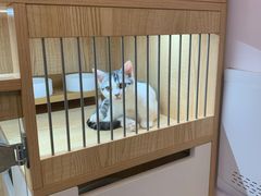 -山宅一喵德文卷毛猫舍