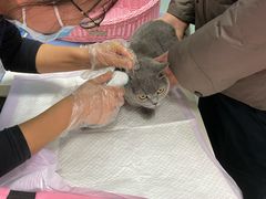 -纳吉亚猫专科动物医院博雅分院