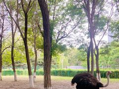 -长白岛森林公园