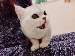 -瑞鹏宠物医院·骨科·猫科·内科(第一中心)
