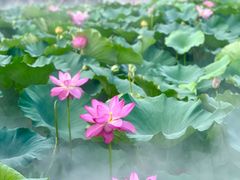 -荷塘月色湿地公园·向阳花洲
