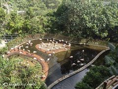 -新加坡飞禽公园