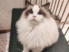 -喵喵咪呀布偶猫咖(春熙路店)