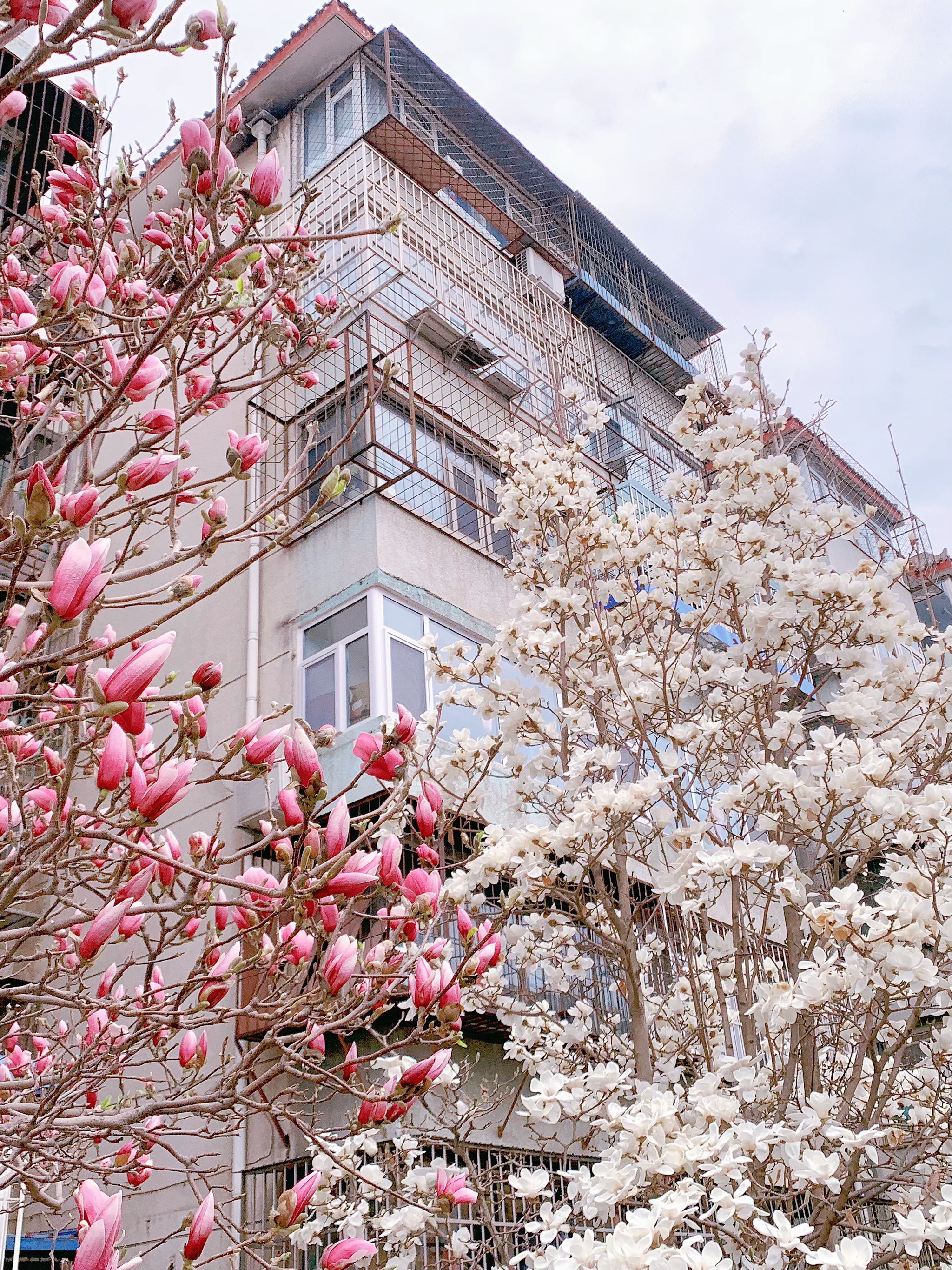 花苑村玉兰园图片