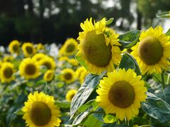 -艾溪湖湿地公园