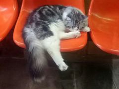 -猫咪博物馆(顶澳仔猫街店)