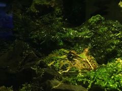 -暹罗海洋世界