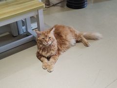 -藏猫猫咖啡主题馆(中央大道店)