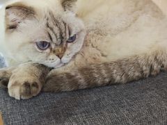 -喵园·猫主题咖啡厅·撸猫·猫咖(国贸店)