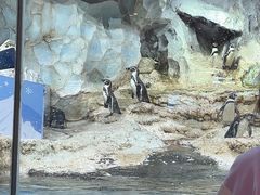 -帝企鹅自助餐厅•儿童岛•真企鹅(长隆企鹅酒店)