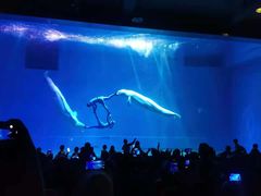 -芜湖新华联大白鲸海洋公园