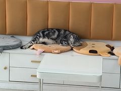 -全心全意连锁动物医院·微创中心·内科急重症·心脏专科(丰管路店)