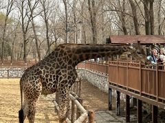 -北京野生动物园