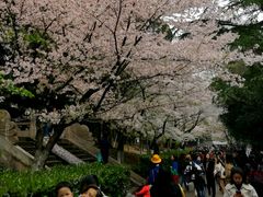 -武汉大学-樱园