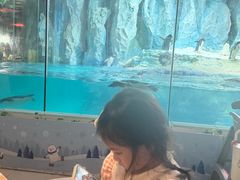 -帝企鹅自助餐厅•儿童岛•真企鹅(长隆企鹅酒店)