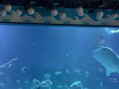 -烟台海昌鲸鲨海洋公园