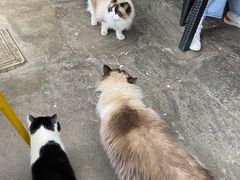 -喵屿·大理花园猫咖