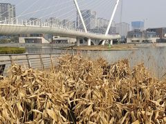 -映月湖中央公园