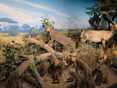 -陕西自然博物馆