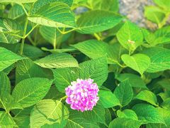 -合肥滨湖国家森林公园