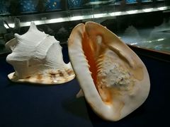 -青岛贝壳博物馆