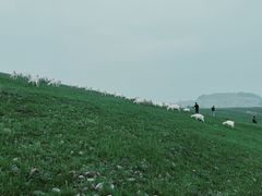 -恋山坝上草原