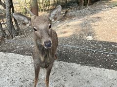 -鹿院坪生态旅游景区