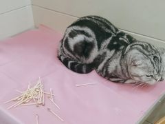 -北京观赏动物医院·24小时大型综合·猫专科·异宠专科