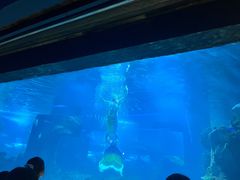 -石家庄海洋公园