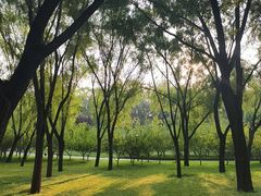 -大望京公园