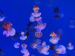 -海合安青岛极地海洋公园