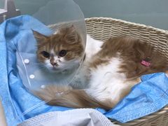 -纳吉亚猫专科动物医院博雅分院