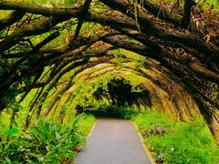 -广西壮族自治区药用植物园