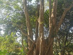 -中国科学院西双版纳热带植物园